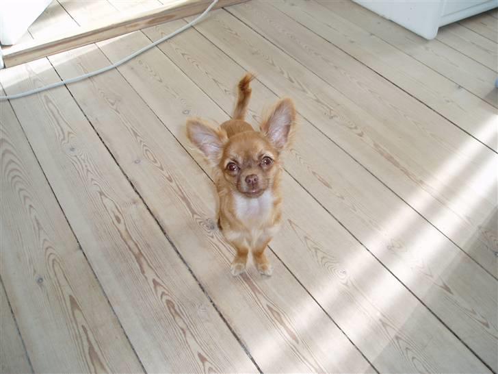 Chihuahua Lui billede 2