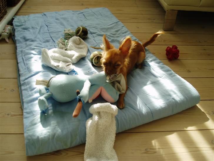 Chihuahua Lui billede 3