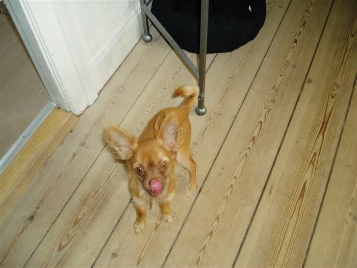 Chihuahua Lui billede 4