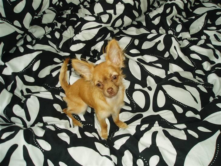 Chihuahua Lui billede 5