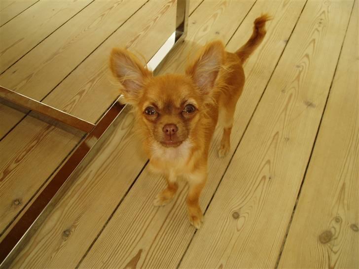 Chihuahua Lui billede 6