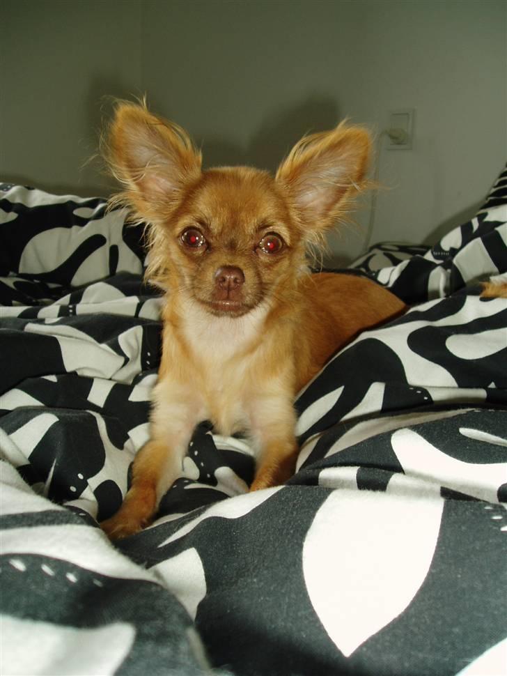 Chihuahua Lui billede 7