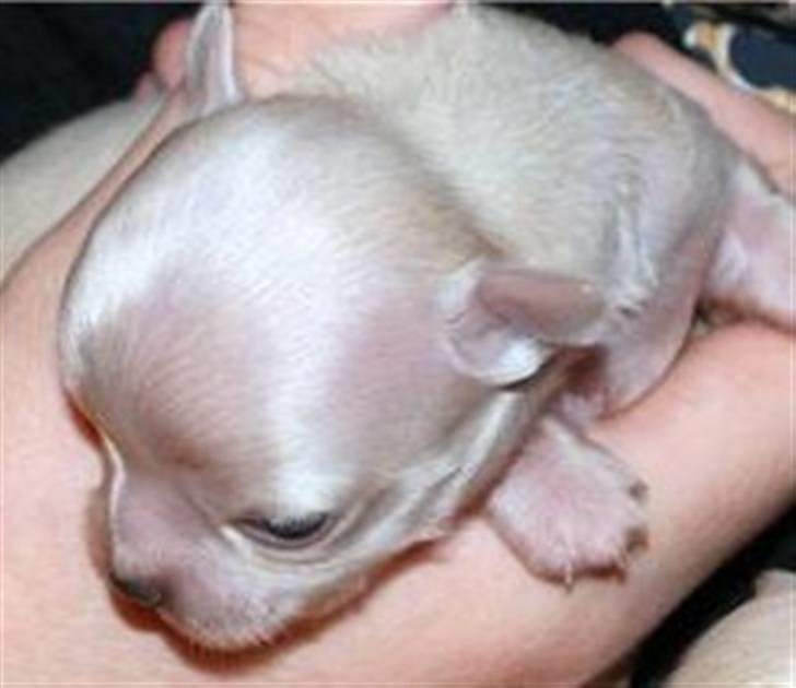 Chihuahua Gismo - gismo som baby billede 1