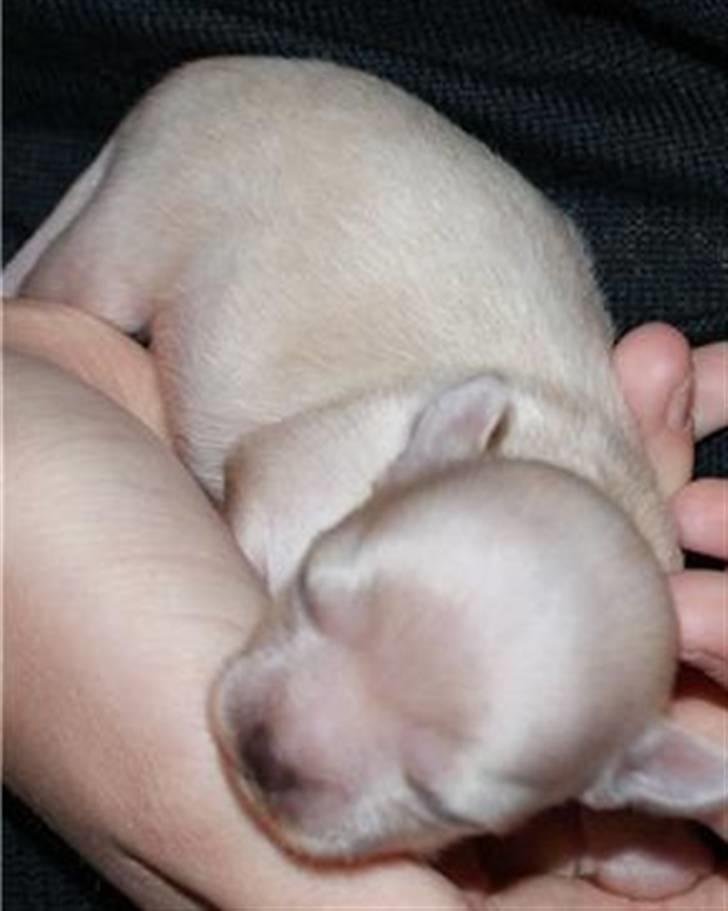 Chihuahua Gismo - baby gismo billede 2