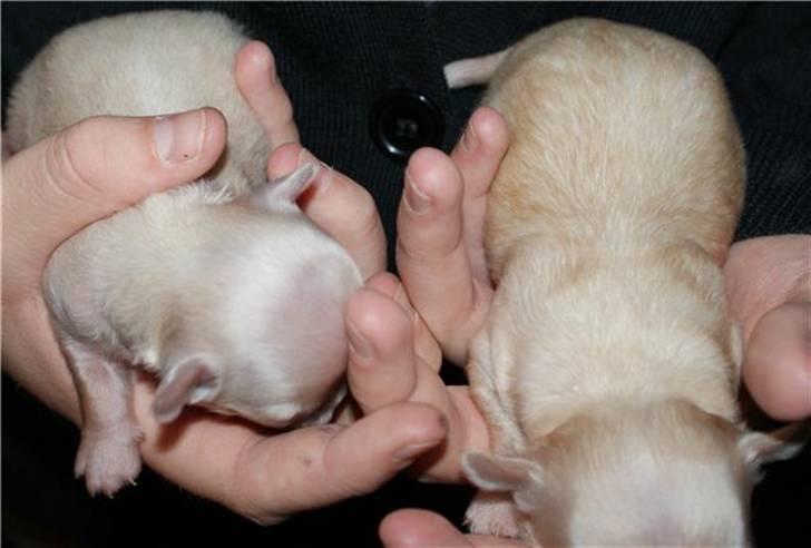 Chihuahua Gismo - gismo og hans bror billede 3