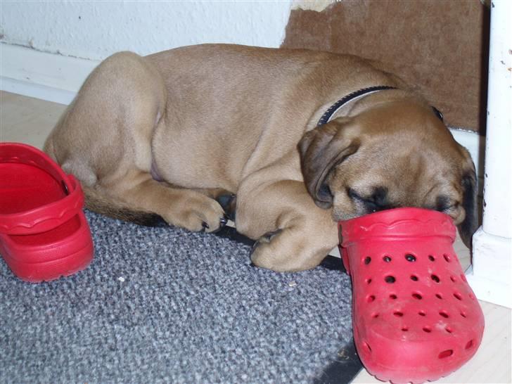 Bullmastiff Karla - De snuser sørme så godt, at jeg.....gaaaab...falder i søvn billede 6