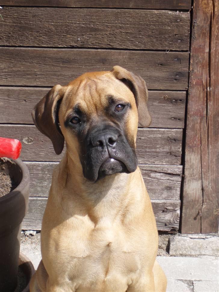 Bullmastiff Karla - sååååå søøøøød billede 7