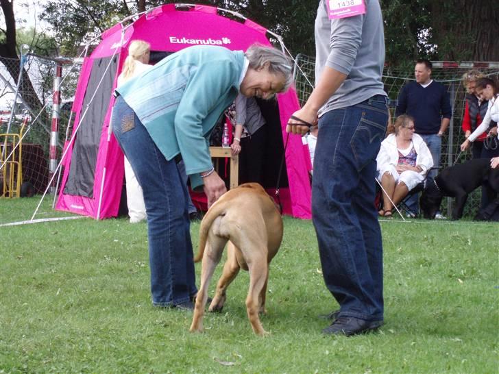Bullmastiff Karla - Min første udstilling i Hillerød 2009, jeg fik SL og Bedste hvalp i racen billede 8