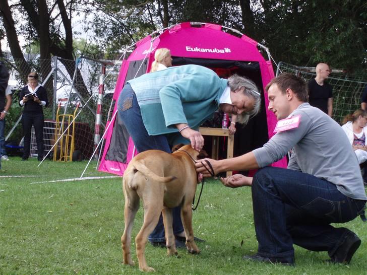 Bullmastiff Karla - Rode-rage alle vegne...... -Hillerødudstilling billede 9