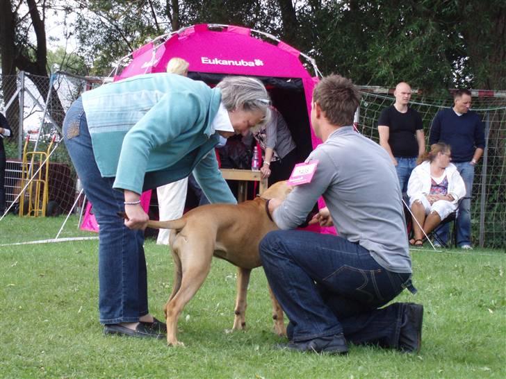 Bullmastiff Karla - Ja! Der ER en hale! billede 10