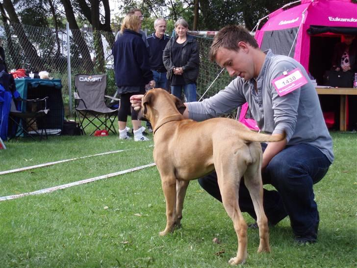 Bullmastiff Karla - Slut prut! billede 11