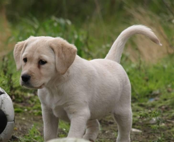 Blanding af racer R.I.P. Bella billede 1