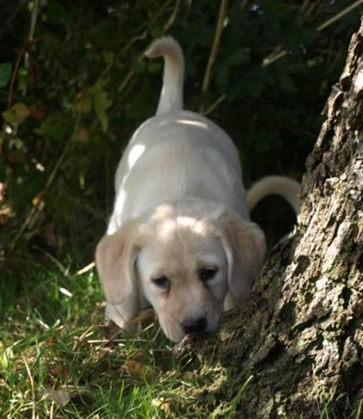 Blanding af racer R.I.P. Bella billede 2