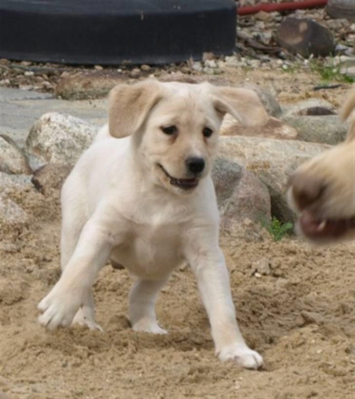 Blanding af racer R.I.P. Bella billede 3