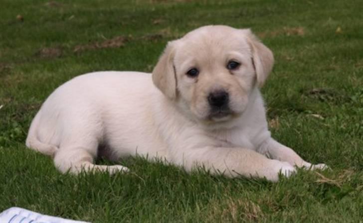 Blanding af racer R.I.P. Bella billede 4