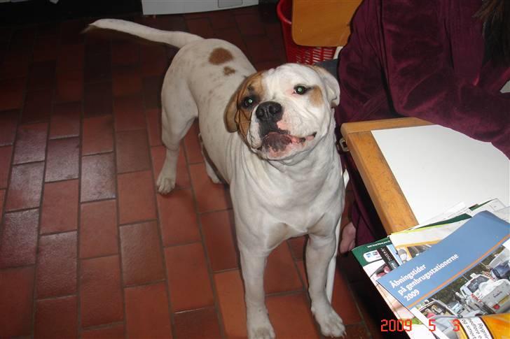 Blanding af racer SIGURD himmel hund ?? billede 18