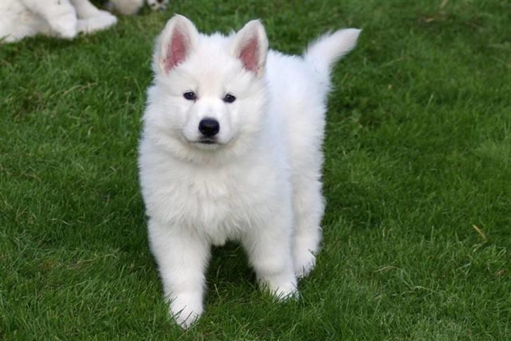 Hvid schæfer eddie - velkommen til min skønne hunds profil  billede 1