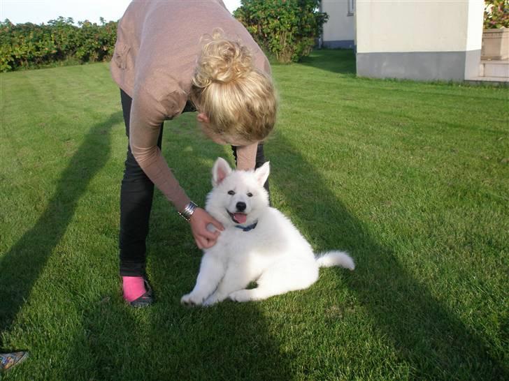 Hvid schæfer eddie billede 2