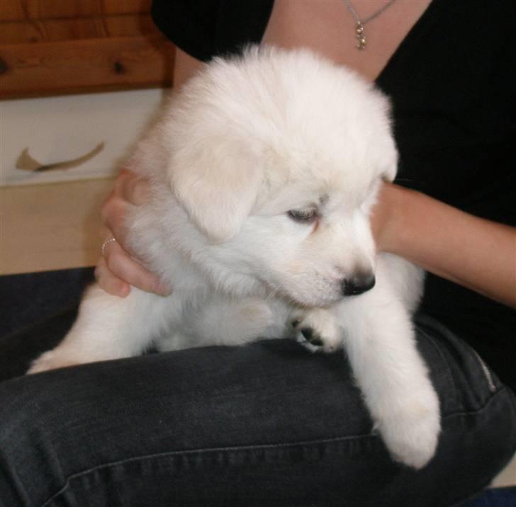 Hvid schæfer eddie - da han var 6 uger :D billede 3