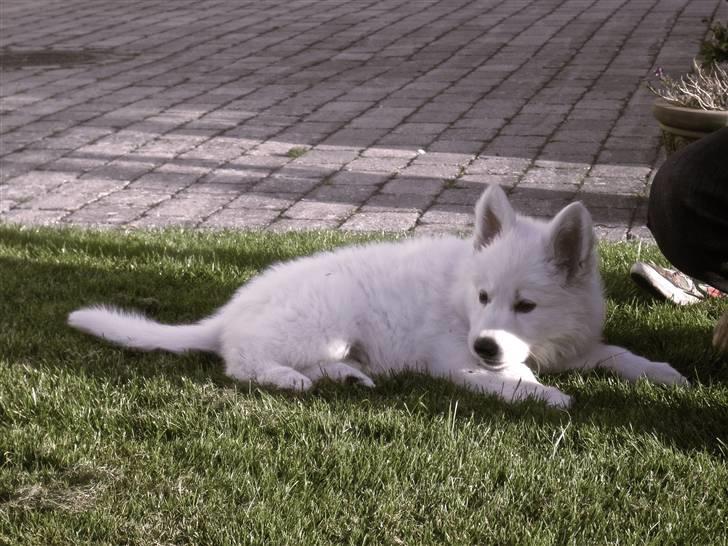 Hvid schæfer eddie billede 4