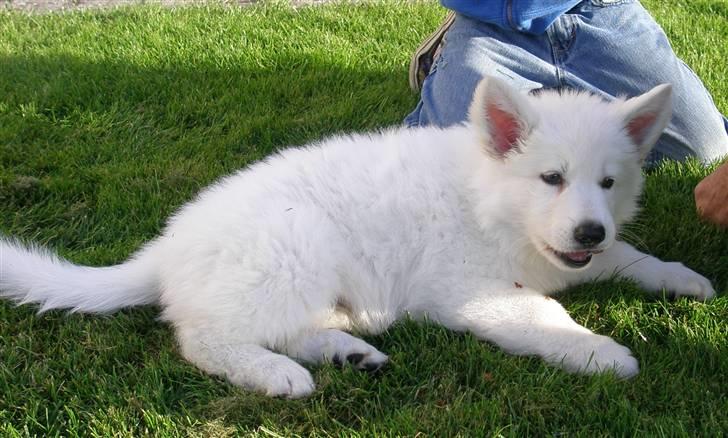 Hvid schæfer eddie billede 5