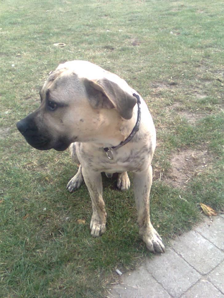 Dogo canario Barcus billede 1