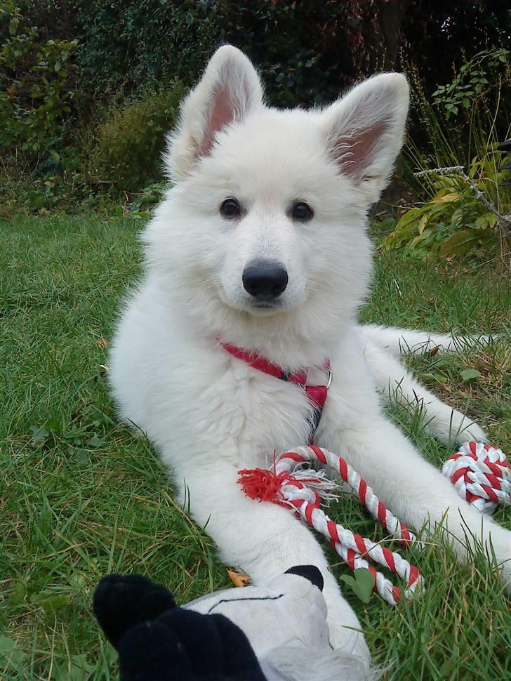 Hvid schæfer Isabell - Isabell 11 uger... billede 1