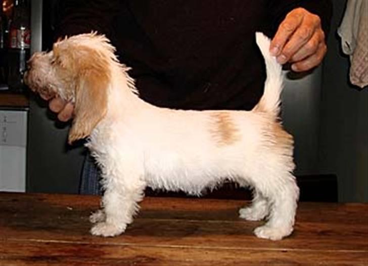 Petit basset griffon wendéen Freja - du er min !<3 billede 17