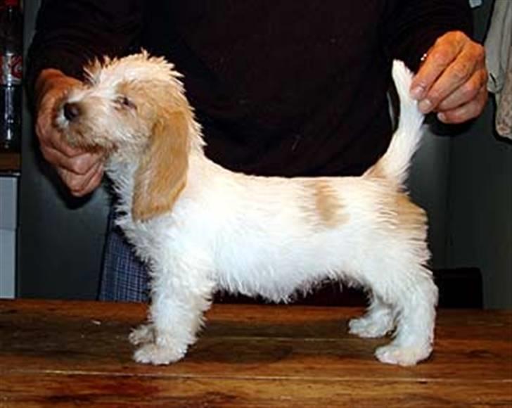 Petit basset griffon wendéen Freja - såså fin :D<3 billede 18