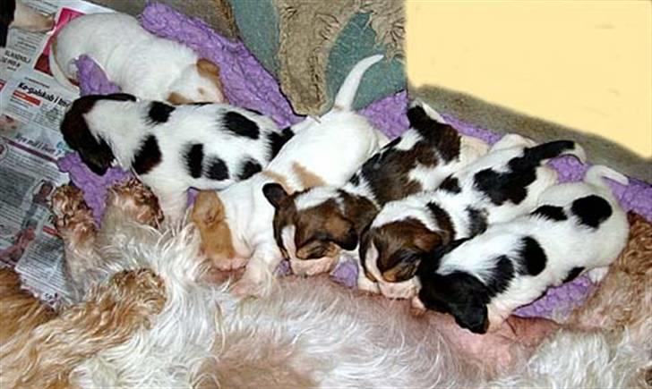 Petit basset griffon wendéen Freja - hende, den lille tykke med den lille plet i hovede :D billede 19