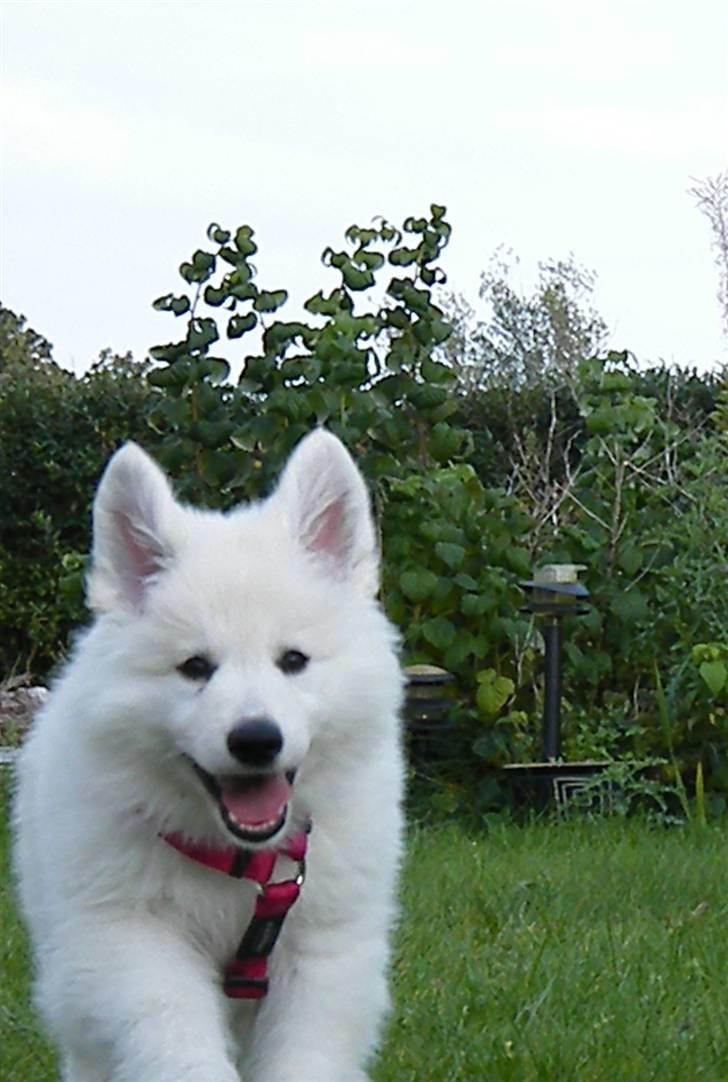 Hvid schæfer Isabell billede 2