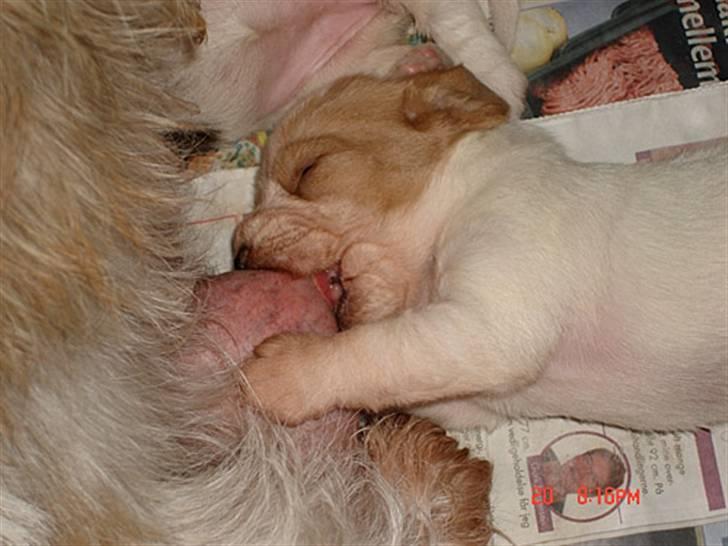 Petit basset griffon wendéen Freja - kan man blive mere sød ?  billede 20