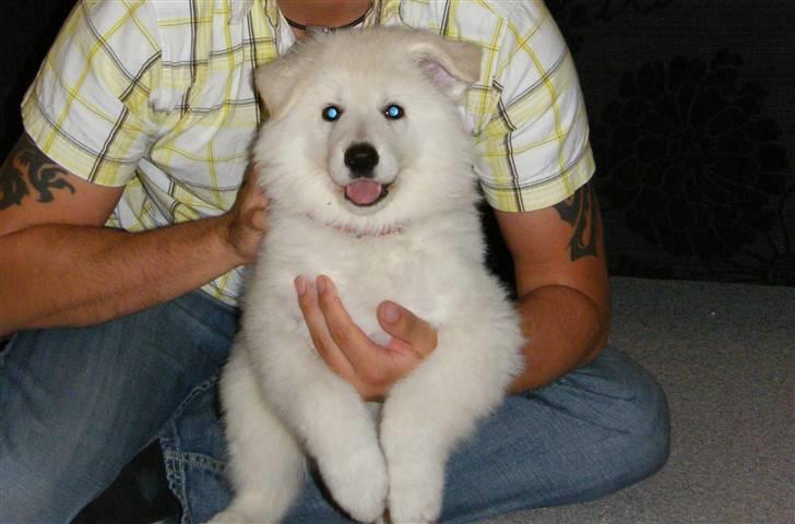 Hvid schæfer Isabell - Isabell 8 uger... billede 3