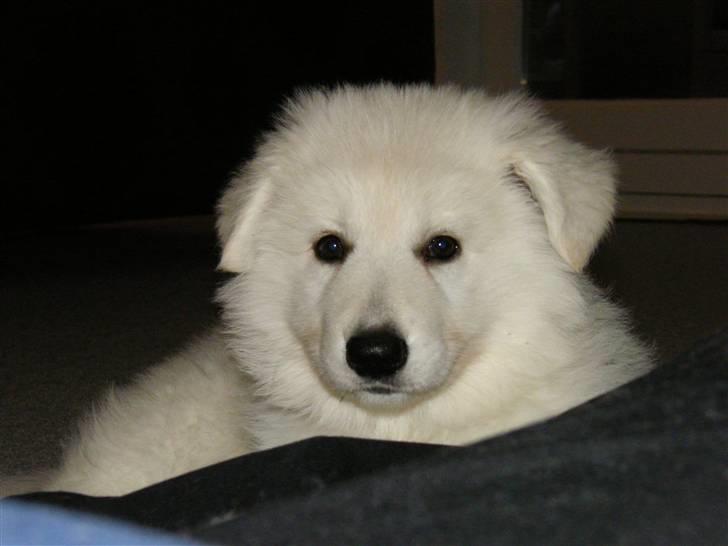 Hvid schæfer Isabell billede 4