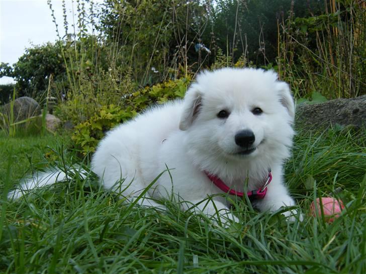 Hvid schæfer Isabell billede 5