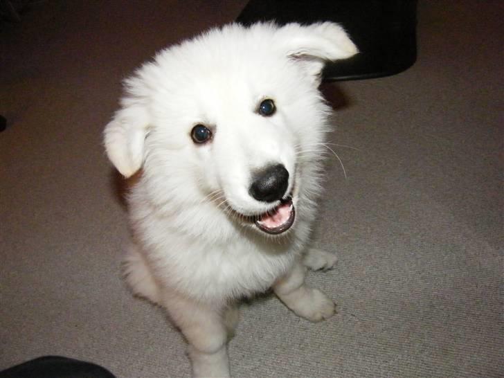 Hvid schæfer Isabell - Isabell 9 uger... billede 6