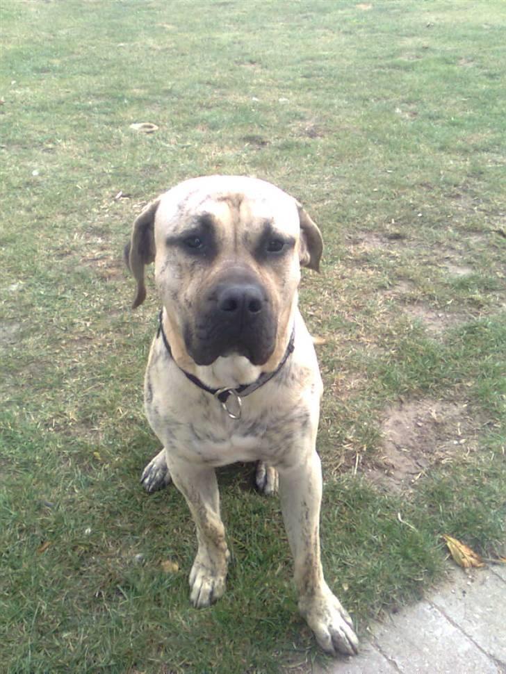 Dogo canario Barcus billede 2