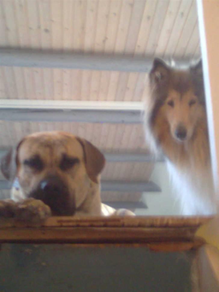 Dogo canario Barcus billede 3