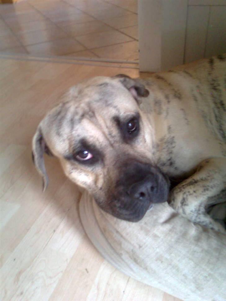 Dogo canario Barcus billede 4