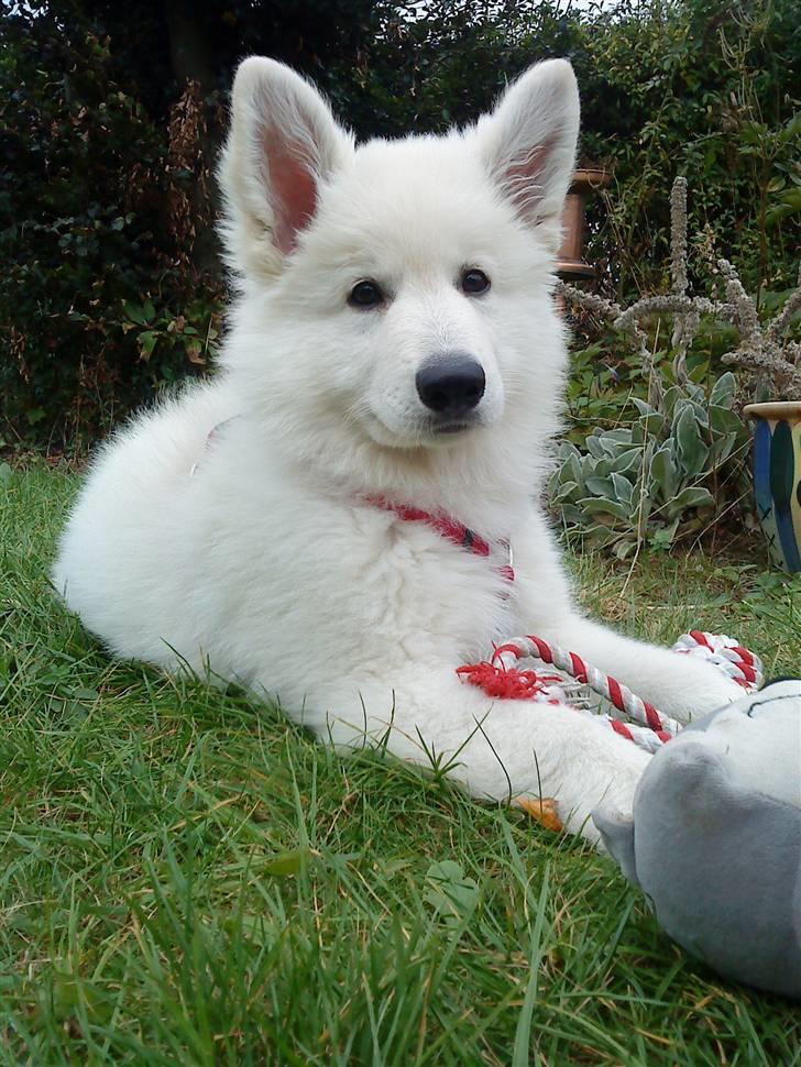 Hvid schæfer Isabell billede 7