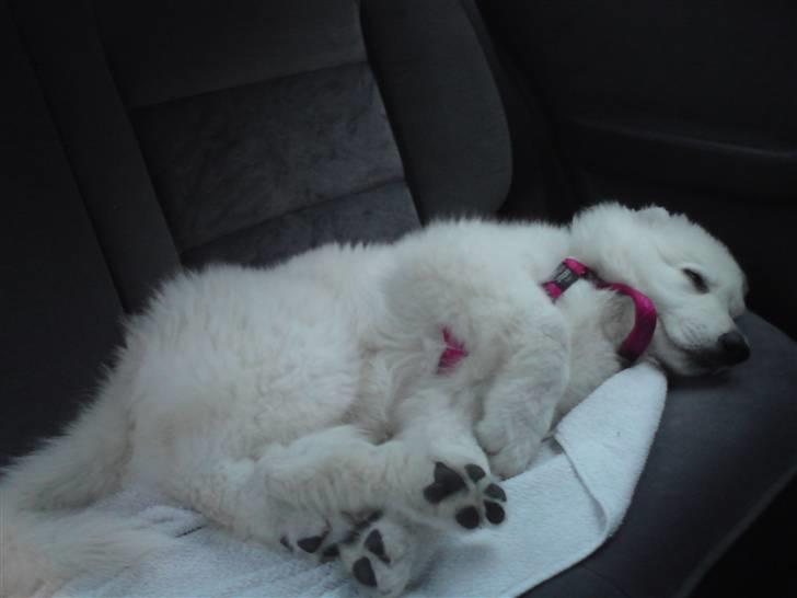 Hvid schæfer Isabell billede 8