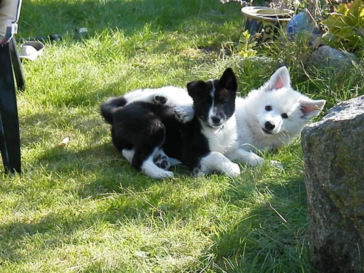 Hvid schæfer Isabell - Isabell leger med Aika... billede 9