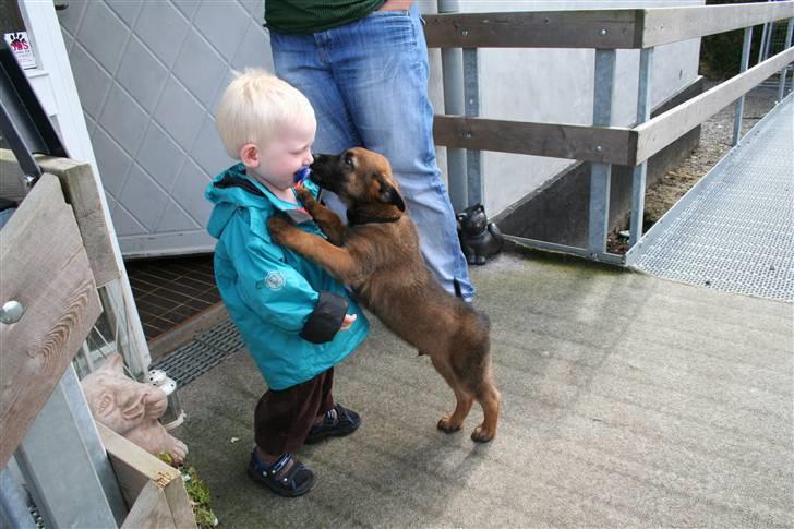 Malinois Boston billede 1