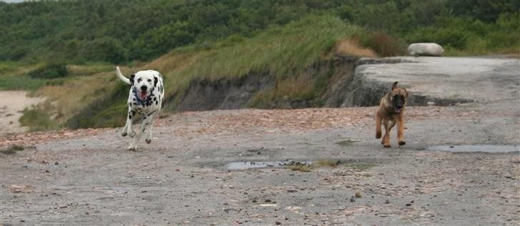 Malinois Boston billede 2