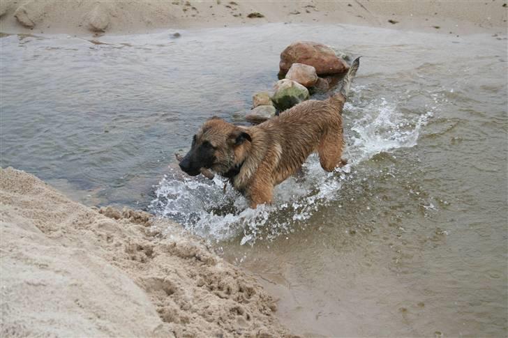 Malinois Boston billede 3