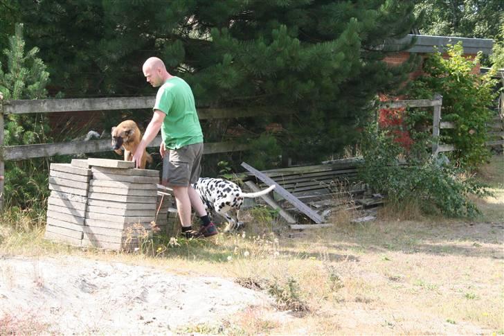 Malinois Boston billede 4