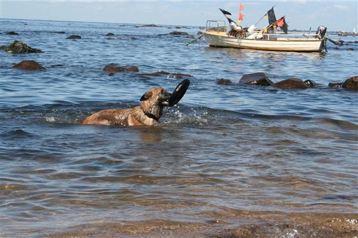 Malinois Boston billede 5