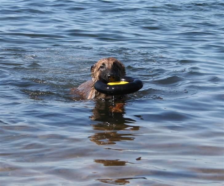 Malinois Boston billede 6