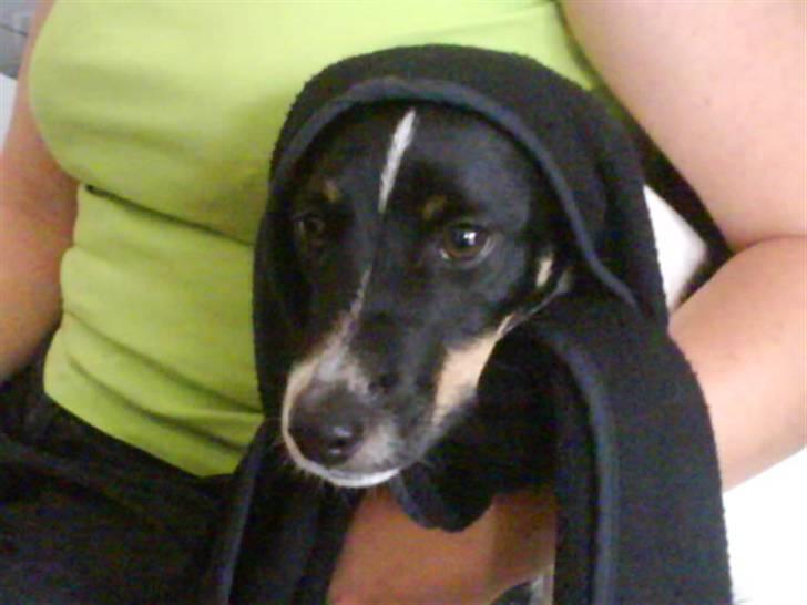 Dansk svensk gaardhund smutt - smutt med tørklæde billede 9