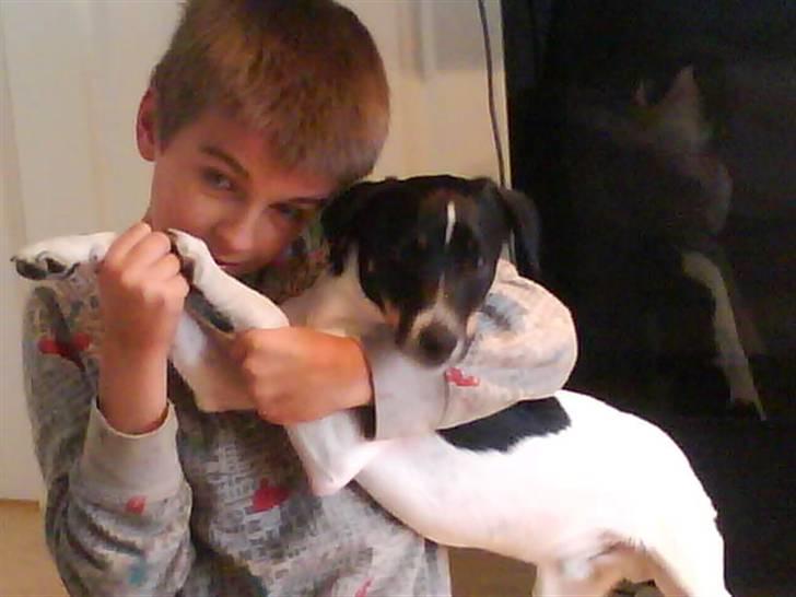 Dansk svensk gaardhund smutt - er de ik søde <<33333333333 billede 10